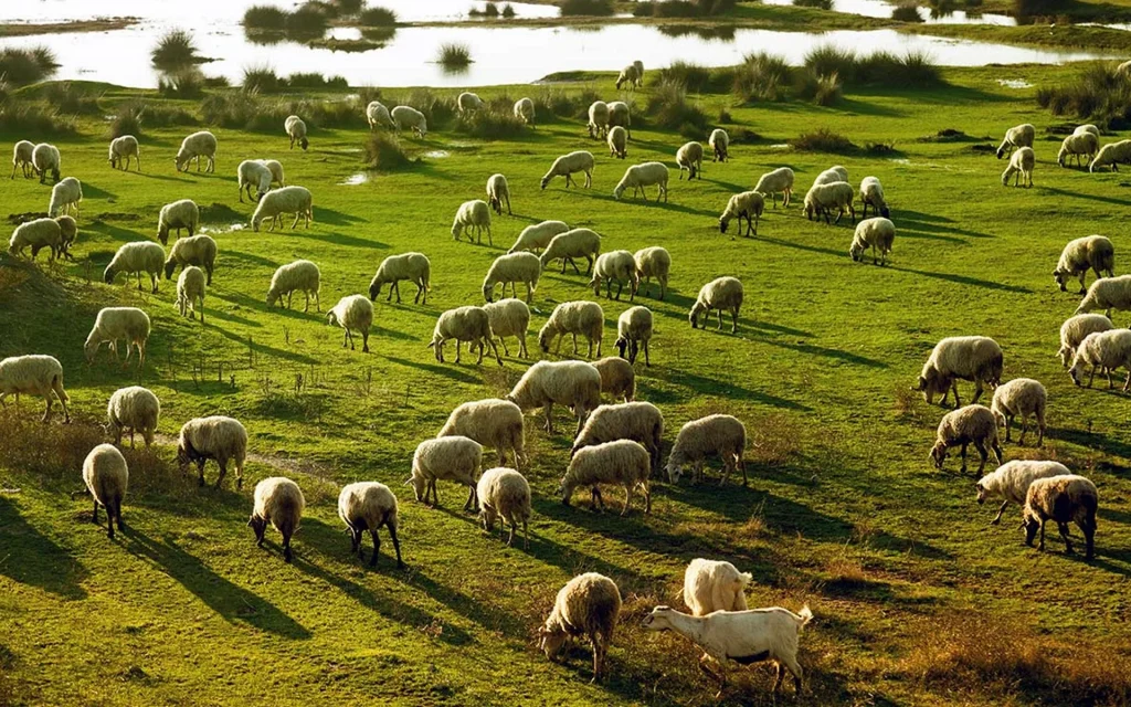 Κοπάδι πρόβατα σε πράσινο λιβάδι