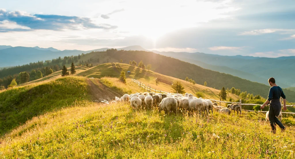 Πρόβατα στο βουνό